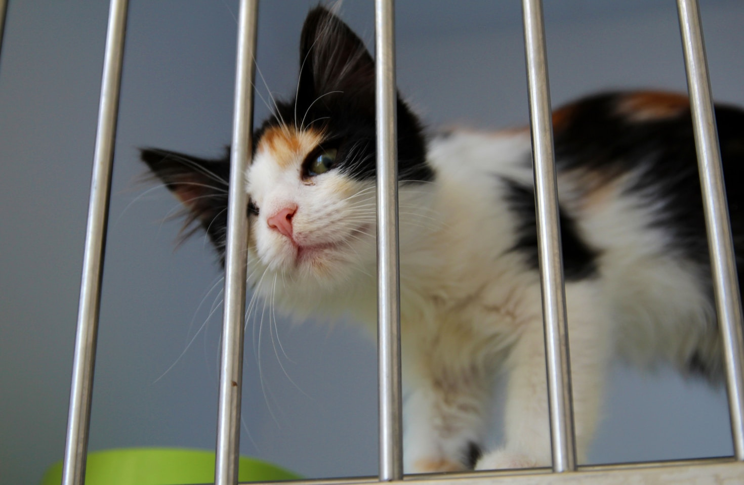 Warum Tierschutz unser aller Aufgabe ist