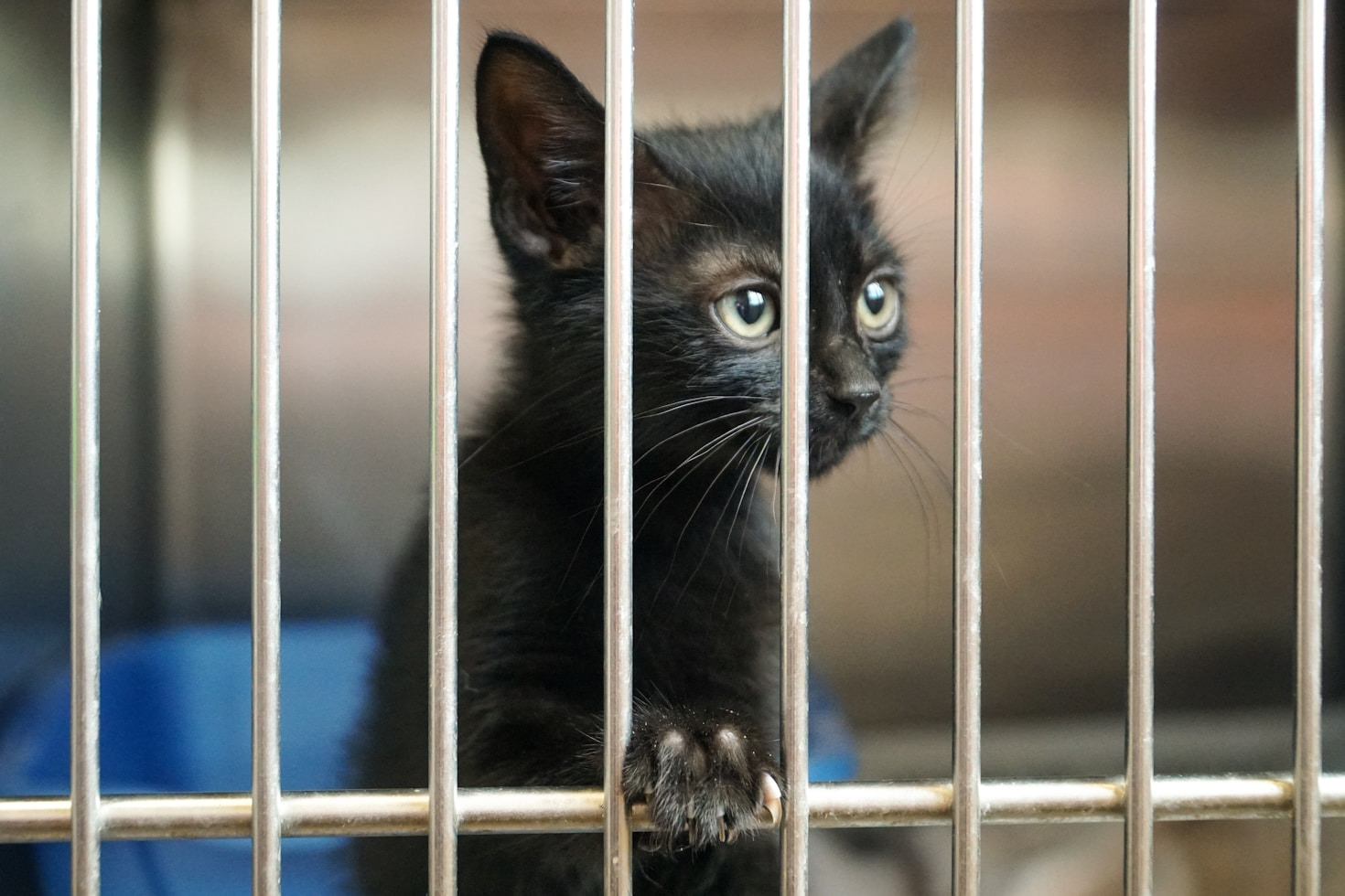 Freiwilligenarbeit im Tierschutz – So können Sie helfen